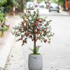 [Combo-mix]Cây Lựu Giả Trang Trí Cửa Hàng, Studio, Tiệm Quán, Văn Phòng, Nhà Cửa – 1m5