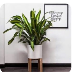 Cây Thiết Mộc Lan Giả 90cm – Trang Trí Cửa Hàng, Studio, Tiệm Quán, Văn Phòng, Nhà Cửa
