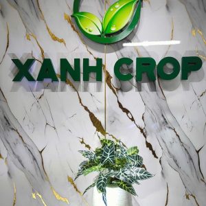 Cây 9 nhánh môn xanh