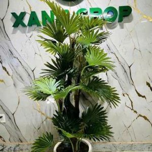 Cây cọ cổ đại 1.8m