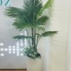 Cây cọ thái giả 1,6m
