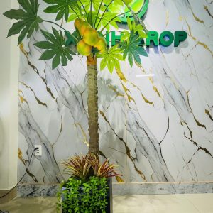 Cây đu đủ full chậu cao