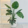 Cây montera full chậu cao 1,2m