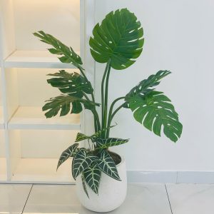 Cây montera full chậu cao 1,2m