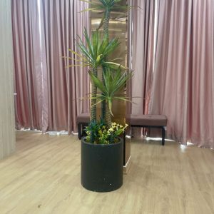 Cây phát tài giả 3 thân 1,7m