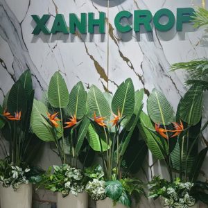 Cây thiên điểu giả lá nhọn cao 1.6m