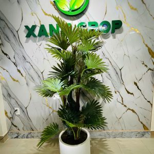 Chậu cây cọ thân đại cao 1,6m-1,7m