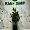 Cây đa búp giả