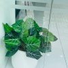 Cây trầu xanh gân
