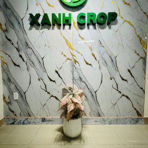 Trầu tím môn full chậu 90cm