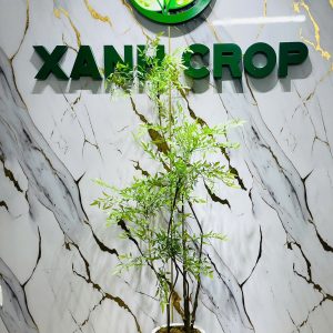 Cây Nam Thiên Môn Dáng Thiếu Nữ Cao 1,5m-1,6m