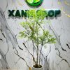 Cây nam thiên môn quân tử