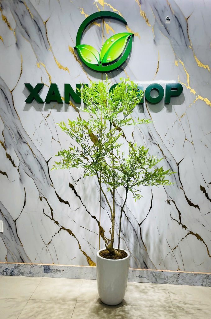 Cây nam thiên môn quân tử giả cao 1,5m – 1,6m Xanh Crop