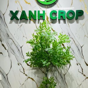 Full chậu thiên môn cao 1,4m