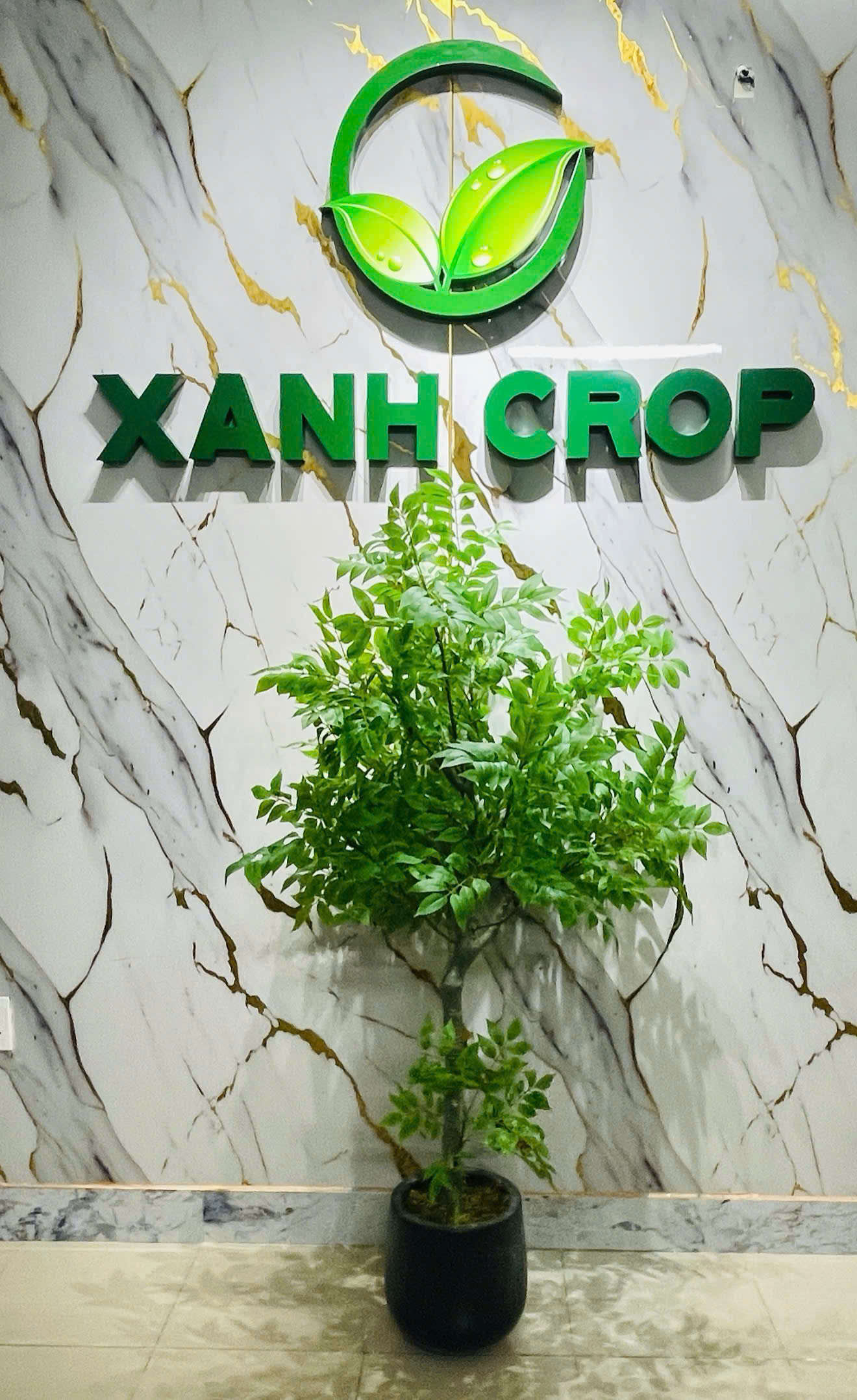 Full chậu thiên môn cao 1,4m