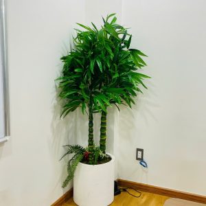 Cây trúc phật bà giả