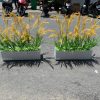 hộc cây lúa giả