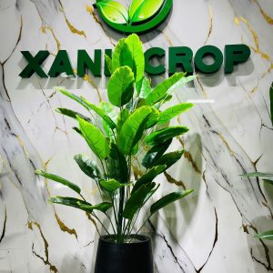 Cây chuối giả