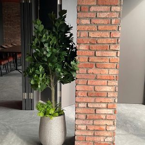 Cây đa búp giả