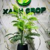 Cây dừa thái giả full chậu 120cm