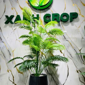 Cây dừa thái giả full chậu 120cm
