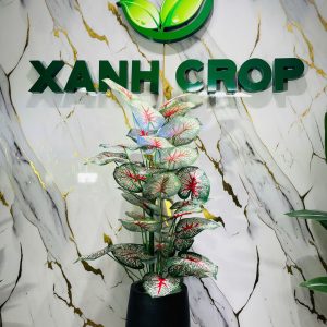 Cây khoai đỏ full chậu 120cm giá 350k