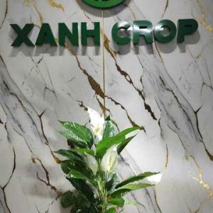 Cây lan ý giả