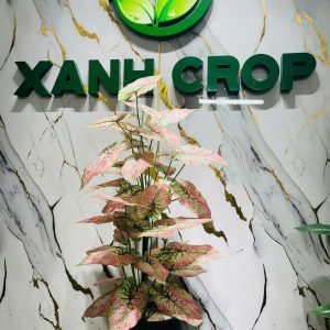 Cây môn đỏ giả