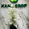 Cây môn trắng giả