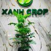 Cây trầu giả