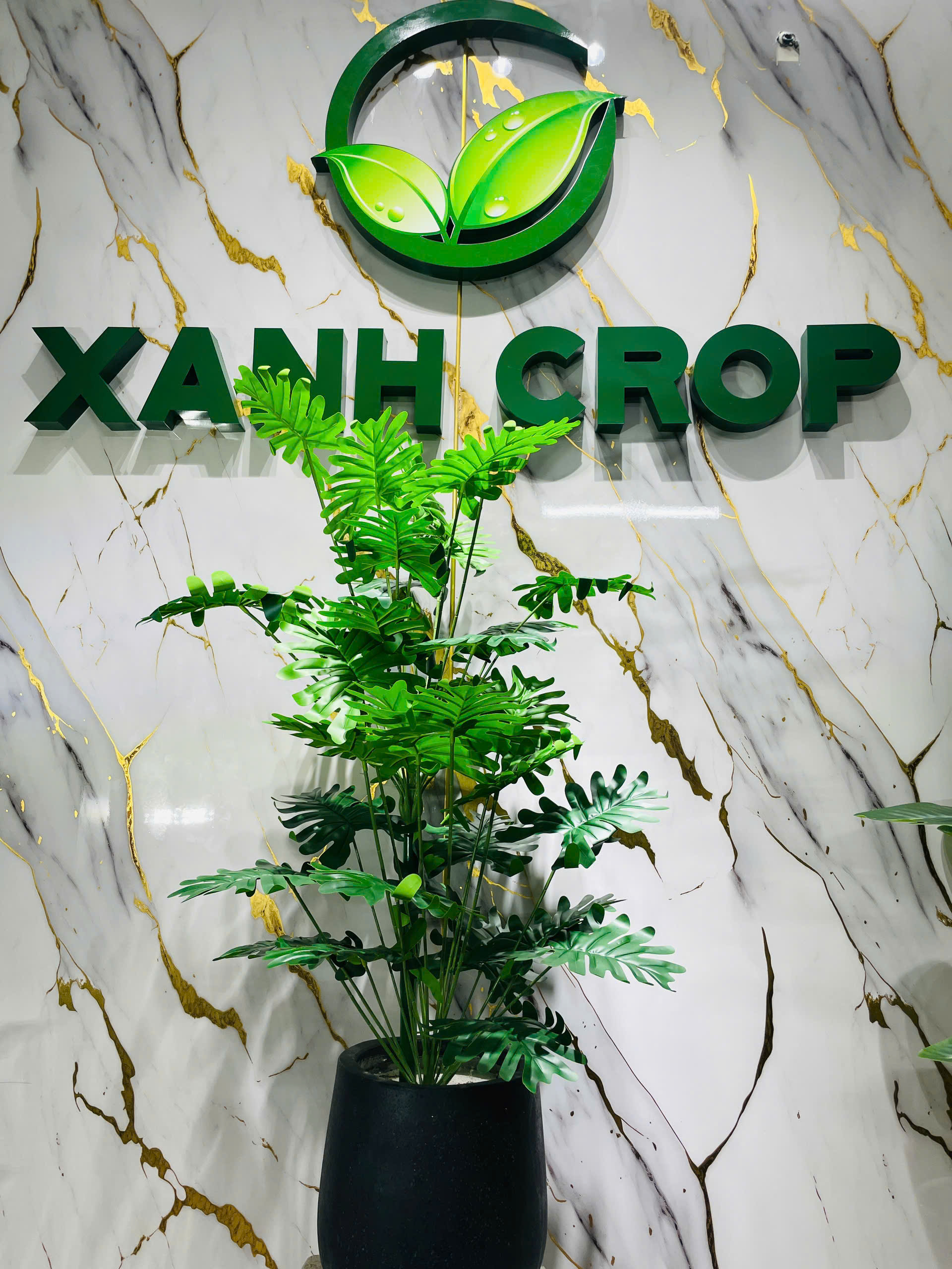 Cây trầu giả