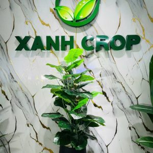 Cây trầu xanh giả full chậu 120cm (xanh đậm)