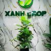 Cây trầu xanh sọc full chậu 120cm
