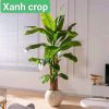 Chậu cây chuối giả cao 2m giá 1tr450