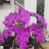 Chậu lan giả màu tím 70cm
