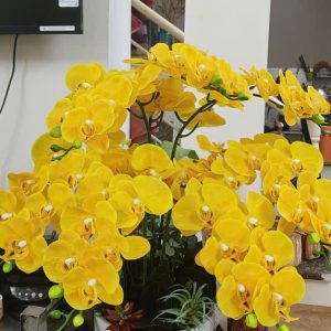 Chậu lan giả màu vàng 70cm
