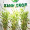 Chậu trúc quân tử giả