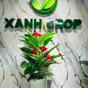 Cây hồng môn giả
