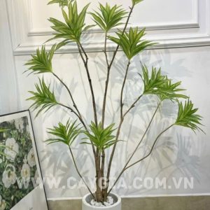 Cây thủy trúc 1.6m