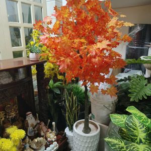 Cây phong tài lộc