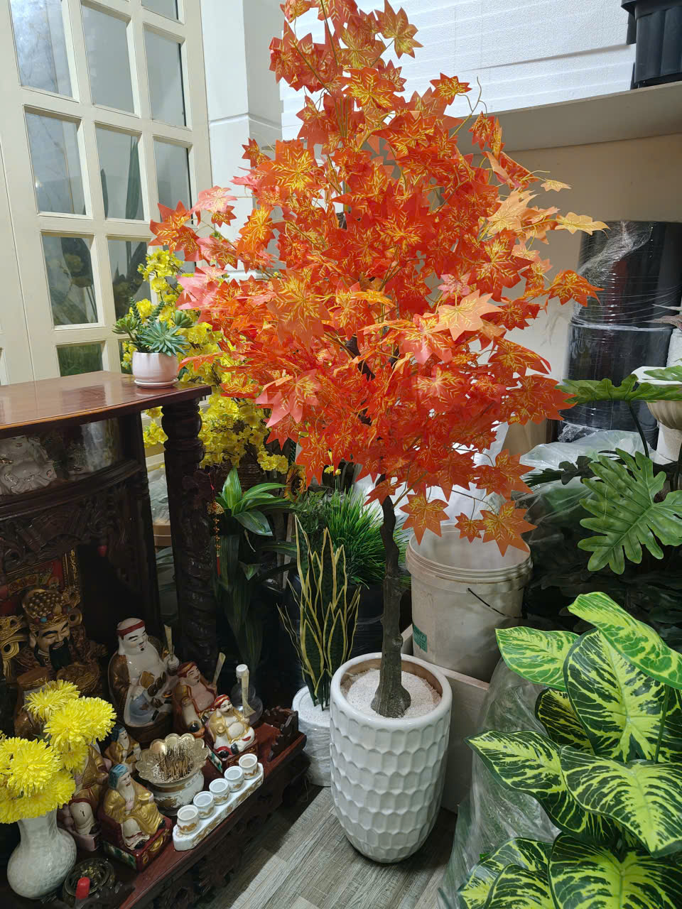 Cây phong tài lộc