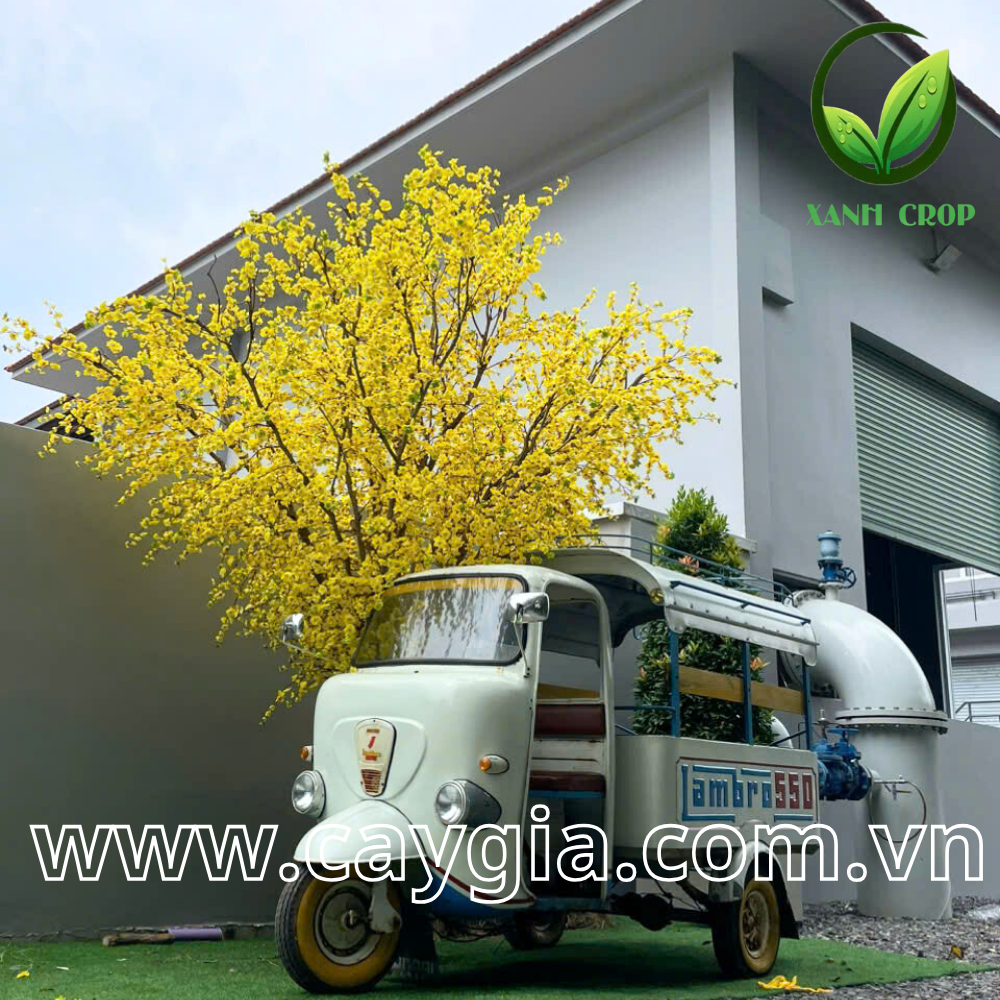 thiết kế và thi công cây mai giả