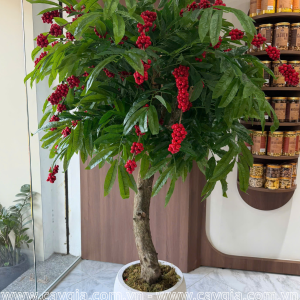 cây cà phê giả cao 1,7m