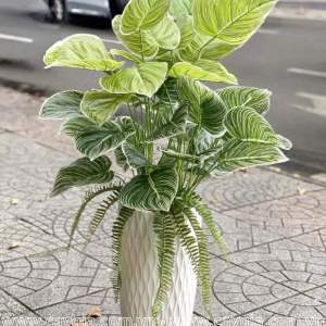 cây trầu sọc