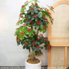 Chậu cây trứng cá 1,6m