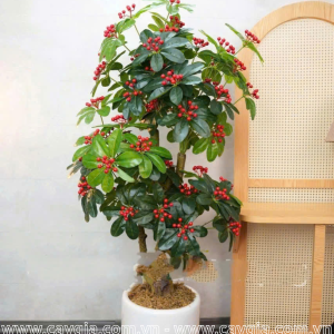 Chậu cây trứng cá 1,6m