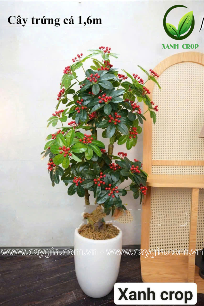 Chậu cây trứng cá 1,6m