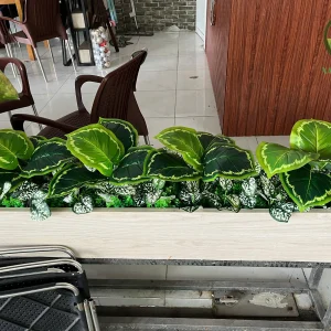 bục cây văn phòng