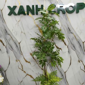 Cây Điều Thiên Môn giả 1.8m