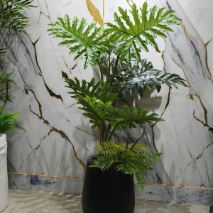 Cây Trầu Thanh Xuân thân gỗ cao 1.4m